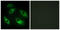 EPH Receptor B6 antibody, LS-B7665, Lifespan Biosciences, Immunofluorescence image 