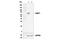 G3BP Stress Granule Assembly Factor 1 antibody, 37720S, Cell Signaling Technology, Western Blot image 