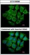 Ubiquitination Factor E4B antibody, GTX109385, GeneTex, Immunofluorescence image 