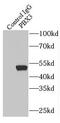 PBX Homeobox 3 antibody, FNab06183, FineTest, Immunoprecipitation image 