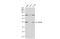 Cell Division Cycle 20 antibody, GTX111137, GeneTex, Western Blot image 