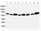 Apoptosis Inhibitor 5 antibody, PA5-78793, Invitrogen Antibodies, Western Blot image 