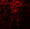 Prolyl 4-Hydroxylase Subunit Beta antibody, NBP2-41319, Novus Biologicals, Immunofluorescence image 