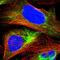 Mucolipin 2 antibody, HPA019114, Atlas Antibodies, Immunofluorescence image 