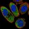 Casein Kinase 1 Alpha 1 antibody, NBP2-57137, Novus Biologicals, Immunocytochemistry image 