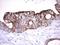 Keratin 20 antibody, LS-C796892, Lifespan Biosciences, Immunohistochemistry paraffin image 