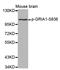 GluA1 antibody, LS-C335996, Lifespan Biosciences, Western Blot image 