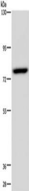 Nuclear Receptor Subfamily 4 Group A Member 1 antibody, TA350246, Origene, Western Blot image 