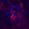 Mucin 1, Cell Surface Associated antibody, MAB6298, R&D Systems, Immunofluorescence image 
