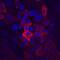Mucin 1, Cell Surface Associated antibody, MAB6298, R&D Systems, Immunofluorescence image 