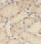 Coiled-Coil Domain Containing 25 antibody, FNab01351, FineTest, Immunohistochemistry frozen image 