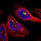 Granzyme B antibody, NBP1-88151, Novus Biologicals, Immunofluorescence image 