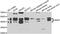 IKBKB Interacting Protein antibody, abx006479, Abbexa, Western Blot image 