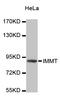 Inner Membrane Mitochondrial Protein antibody, STJ24200, St John