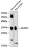 GTPase, IMAP Family Member 5 antibody, 23-703, ProSci, Western Blot image 