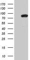 MutL Homolog 1 antibody, LS-C790497, Lifespan Biosciences, Western Blot image 