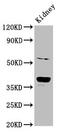 CMRF35-like molecule 9 antibody, CSB-PA751016LA01HU, Cusabio, Western Blot image 