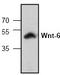 Wnt Family Member 6 antibody, TA318924, Origene, Western Blot image 
