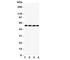 Interferon Regulatory Factor 5 antibody, R31332, NSJ Bioreagents, Western Blot image 