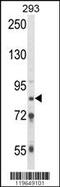 Threonine--tRNA ligase antibody, 63-570, ProSci, Western Blot image 