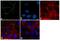 Tight Junction Protein 1 antibody, 339188, Invitrogen Antibodies, Immunofluorescence image 