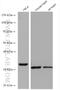 Tetratricopeptide repeat protein 19 antibody, 20875-1-AP, Proteintech Group, Western Blot image 