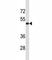 Lysyl Oxidase antibody, F40401-0.4ML, NSJ Bioreagents, Western Blot image 