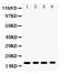 Centromere Protein A antibody, PB9538, Boster Biological Technology, Western Blot image 