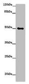 Tubulin Gamma 1 antibody, LS-C679928, Lifespan Biosciences, Western Blot image 