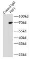 Fas Binding Factor 1 antibody, FNab03026, FineTest, Immunoprecipitation image 