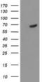 Tyrosyl-DNA Phosphodiesterase 1 antibody, NBP2-01376, Novus Biologicals, Western Blot image 