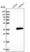 NmrA Like Redox Sensor 1 antibody, PA5-59530, Invitrogen Antibodies, Western Blot image 