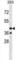 Pregnancy Up-Regulated Nonubiquitous CaM Kinase antibody, abx029166, Abbexa, Western Blot image 