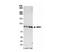 Nibrin antibody, NB100-60648, Novus Biologicals, Western Blot image 