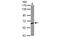 Chaperonin Containing TCP1 Subunit 5 antibody, MBS835064, MyBioSource, Western Blot image 