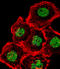 Homeobox And Leucine Zipper Encoding antibody, LS-C164969, Lifespan Biosciences, Immunofluorescence image 