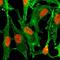 Histone H2B type 1-B antibody, NBP2-61500, Novus Biologicals, Immunofluorescence image 