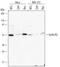 Cyclin B2 antibody, AF6004, R&D Systems, Western Blot image 