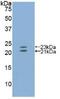 Endothelin 1 antibody, MBS2013568, MyBioSource, Western Blot image 