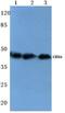 Chromobox 6 antibody, PA5-36142, Invitrogen Antibodies, Western Blot image 