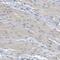 TNF Alpha Induced Protein 1 antibody, NBP1-88931, Novus Biologicals, Immunohistochemistry paraffin image 