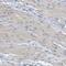 TNF Alpha Induced Protein 1 antibody, NBP1-88931, Novus Biologicals, Immunohistochemistry paraffin image 