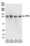 PHD Finger Protein 8 antibody, NB100-93314, Novus Biologicals, Western Blot image 
