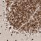 Nucleoporin 153 antibody, NBP1-81725, Novus Biologicals, Immunohistochemistry frozen image 