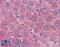 Thymic Stromal Lymphopoietin antibody, LS-B3640, Lifespan Biosciences, Immunohistochemistry frozen image 