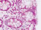 Pyruvate Dehydrogenase Complex Component X antibody, MBS248916, MyBioSource, Immunohistochemistry frozen image 