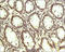 Vasoactive Intestinal Peptide antibody, 250910, Abbiotec, Immunohistochemistry paraffin image 