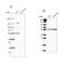 ClpB Homolog, Mitochondrial AAA ATPase Chaperonin antibody, NBP2-32629, Novus Biologicals, Western Blot image 