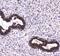 Microtubule Associated Protein 1 Light Chain 3 Alpha antibody, A01543-1, Boster Biological Technology, Immunohistochemistry paraffin image 