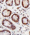 Ring-Box 1 antibody, 61-030, ProSci, Immunofluorescence image 